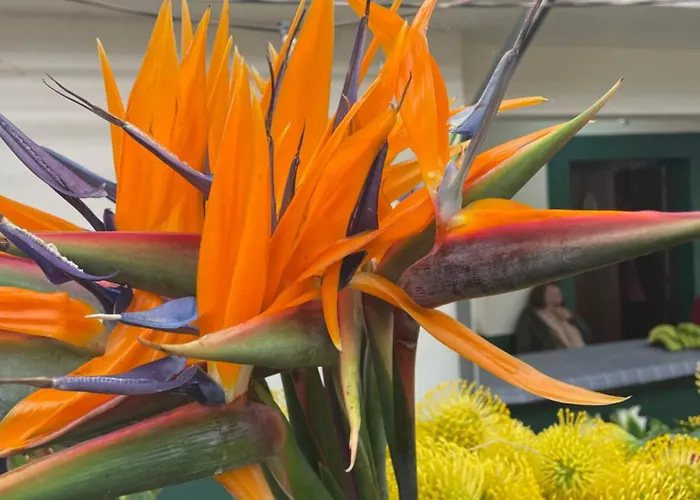 Villa-kasia Ocean View Appartement